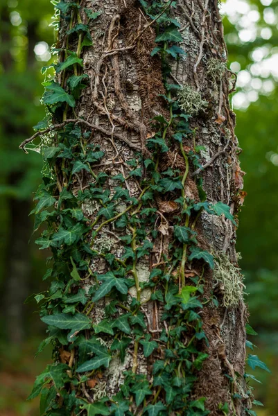 Detail Green Climbing Plant Coiled Tree Trunk Vertically Forest 스톡 사진