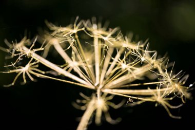 macro detail of dry yellow flower closeup with black dark background