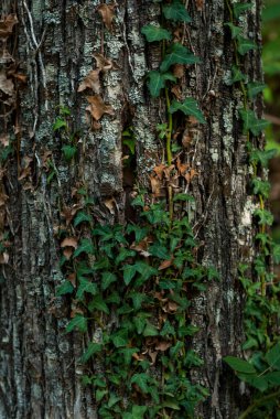 vertical tree trunk with lichens and climbing plant symbiosis