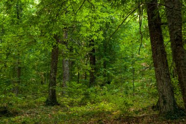 Leafy chestnut forest with green and yellow leaves beginning of autumn in the Ambroz Valley horizontal