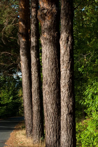 pine tree trunks lined up next to road with natural sunlight in vertical