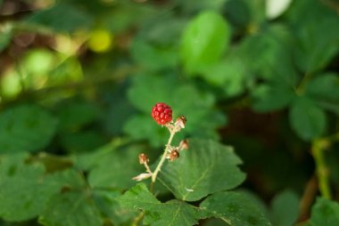 Wild blackberry Rubus ulmifolius Bramble Red blackberry isolated with background of green leaves wet from rain