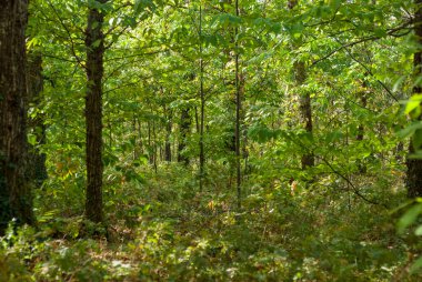 yeşil yapraklı kestane ormanı zemin bitkilerle dolu.