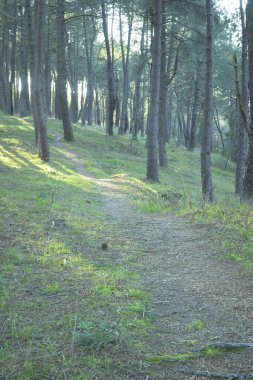 Orman yangınından korunmak için çam ormanının içindeki yol temiz.