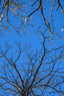 Tree branches bare leaves with blue sky view from below