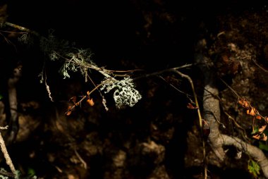 greenish lichen on branch in mediterranean atlantic forest with humidity