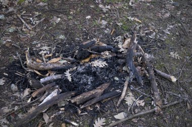 Remains of extinguished bonfire with small sticks on forest floor