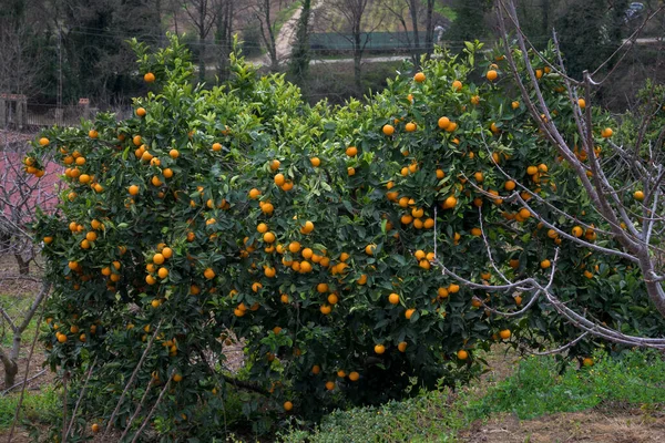 Drzewo Pomarańczowe Pełne Dojrzałych Pomarańczy Gotowe Zbioru Poziomego — Zdjęcie stockowe