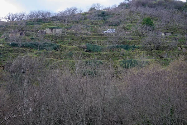 Pěstování Třešní Zimě Terasách Horách Valle Del Jerte — Stock fotografie