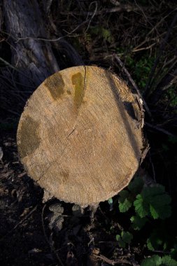 Taze kesilmiş ağaç gövdesi ve ormanın ortasında yatay halkalar.