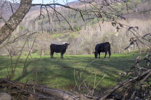 Vacas Negras Pastando Campo Pôr Sol Estremadura Zona Montanhosa — Fotografia de Stock