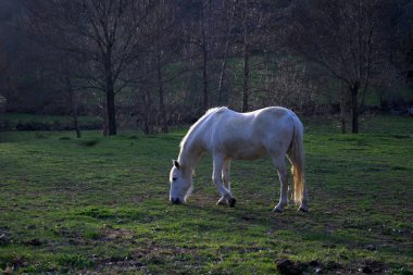 Gün batımında Extremadura 'daki bir dağ ortamında yaşlı at otluyor.