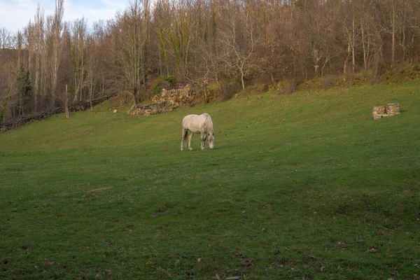 Cavalo Branco Comendo Grama Verde Cenário Montanha Estremadura — Fotografia de Stock