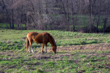 Uzun saçlı yaşlı at kışın yatay dağ manzarasında otluyor.