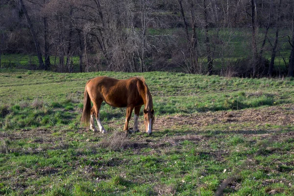 Castanha Colorido Cavalo Pastando Cenário Montanha Com Pastagem Grama Verde — Fotografia de Stock