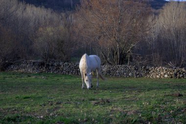 Sonbaharda yeşil çimlerde otlayan beyaz at