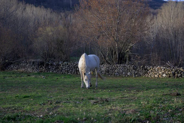 Cavalo Branco Pastando Campo Gramado Verde Outono — Fotografia de Stock