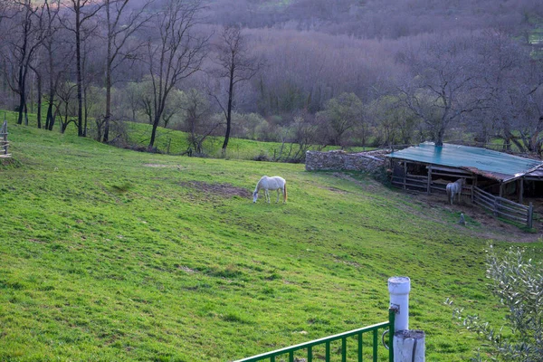 Caballos Granja Comiendo Zona Montaña Otoño Con Abundante Hierba —  Fotos de Stock