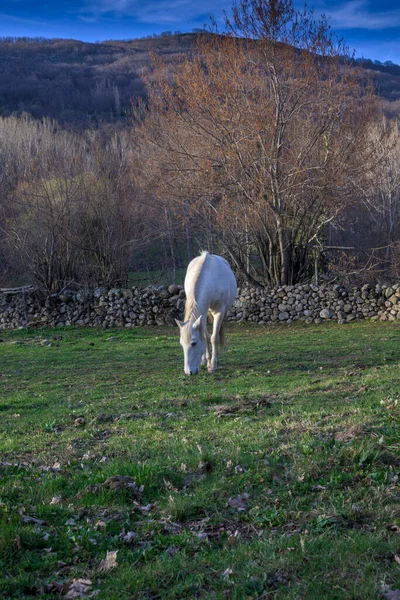 Cavalo Branco Selvagem Pastando Paisagens Montanha Outono Com Grama Verde — Fotografia de Stock