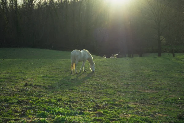 Cavalo Branco Pastando Com Raios Sol Pôr Sol Horizontal — Fotografia de Stock
