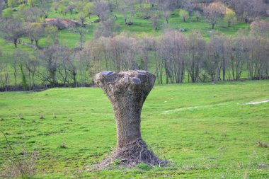 Kışın tarlanın ortasında dalsız budanmış ağaç yatay olarak.