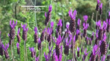 Lavandula stoechas Lavanta lavanta kekik borriquero İlkbaharda hafif rüzgarlı dağ bölgesinde çiçek