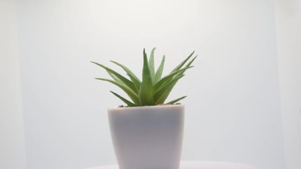Planta Decorativa Verde Com Vaso Branco Girando Sobre Fundo Branco — Vídeo de Stock