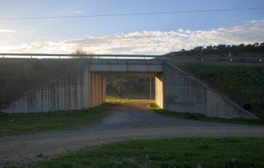 Dehesa de Extremadura 'daki hayvanların geçişi için otoyolda çapraz çalışma