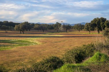 Dehesa de Extremadura İlkbaharda Plasencia Villar de Plasencia Mantar meşeleri ve elektrik kulesiyle