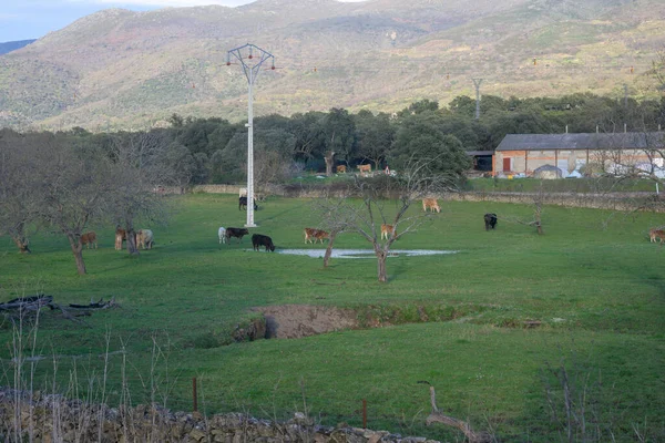 stock image Cows in Dehesa de Extremadura in spring Villar de Plasencia horizontally on a sunny day