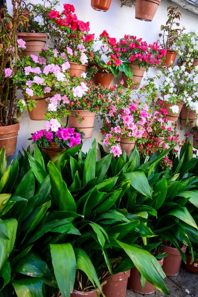 Vägg Dekorerad Med Krukor Och Blommande Växter Judiska Kvarteren Hervas — Stockfoto