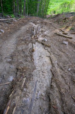 İspanya 'da dikey orman tahribatı nedeniyle toprak zemininin erozyonu