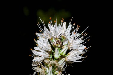 Asphodelus albus asphodel 'in çiçeği, San Jose çubuğu, gamoncillo veya Valle del Ambroz' daki beyaz gamon
