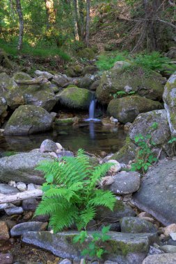 Eğreltiotu bitki örtüsü ve çok az su akıntısı olan şeffaf bir nehir pınarı.