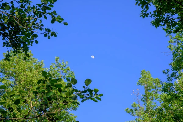 crescent moon with blue sky framed with tree branches in the forest