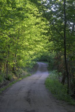 Yeşil ormandaki geniş toprak yol yatay olarak bol gölgeli.