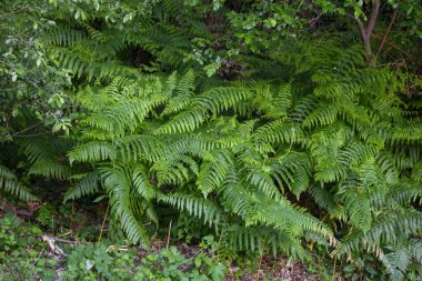 Eğreltiotu ekosistemi gölgeli ormanlarda çok fazla nem ile gruplandırılmış.