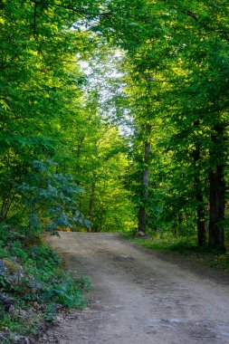 Baharda yeşil kestane ormanı toprak bir yol ile kesişir