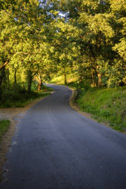 Gün batımında yapraklı ormana kıvrımlı virajlı bir yol çok gölgeli.