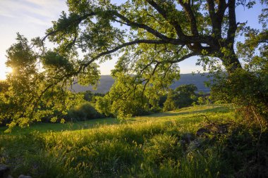 Gün batımında ağaç, sonbahar ışığı ve yatay ışık