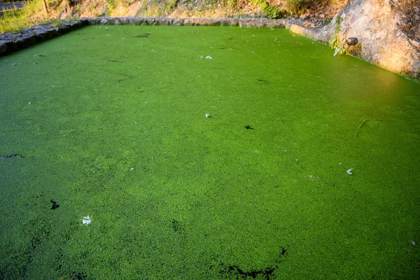 Water Pond Filled Green Sapina Algae Amphibian Habitat — Stock Photo, Image