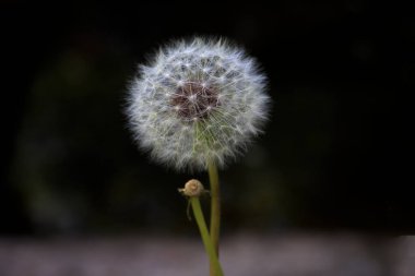 Karahindiba tarlada koparmadan ya da esmeden koyu siyah arka planda kılların detaylarıyla