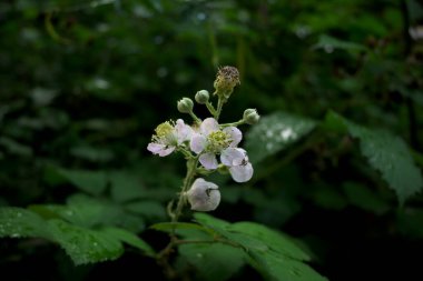Beyaz çalıkuşu çiçeği Rubus Ulmifolius koyu arkaplan yatay yağmurlu