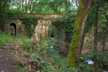 Yosun ve sarmaşıklı taş köprü yatay bir nehir ve nemli bir alanda ağaçlar üzerinde
