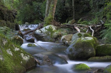 Dağ nehri akıntı tarafından taşınan yosun ve kütüklerle kaplı bir sürü gevşek taşla kaplı.
