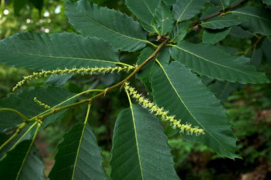 # Sarı mum kestane çiçeği # # Tamamen çiçek açmış polen dolu # # Castanea sativa detay çiçeği ve yaprak bıçağı #