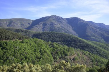 Farklı ağaç türleri olan dağ ormanlarının tekrarlanması, çam, kestane, sedir, meşe