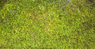 fosforlu yeşil yosun duvar kağıdıyla panoramik yatay ayrıntı