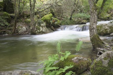 Ambroz Nehri, yosun ve ön planda bir sürü eğreltiotu bulunan bir dağ bölgesinde büyük bir akıntıya sahiptir.