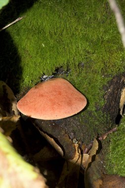 Pycnoporus cinnabarinus. Parlak turuncu yakut alevli mermer kutusu. Orman bölgesinde. Bagajda yosun var.